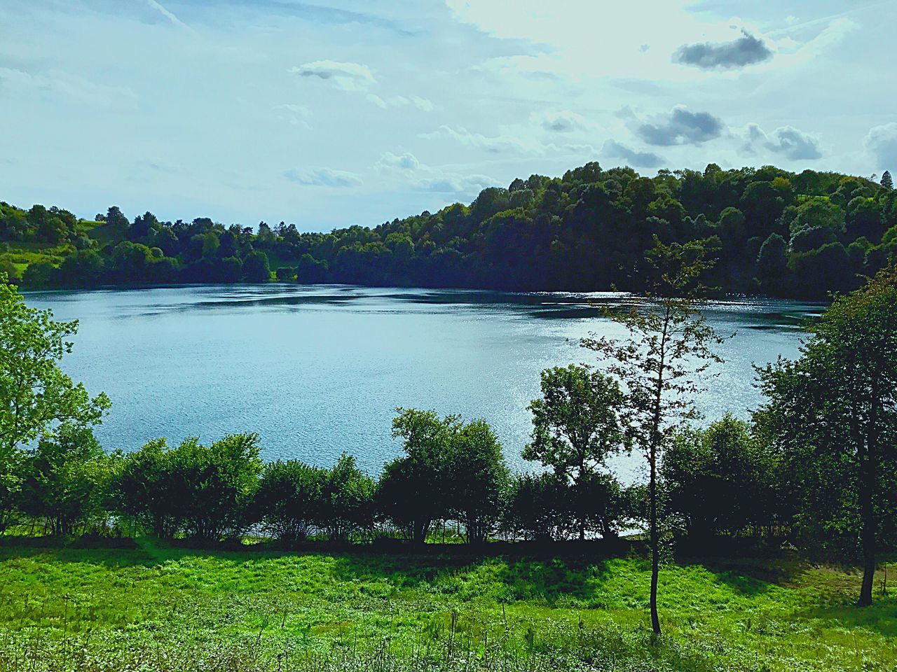 tree, tranquil scene, beauty in nature, scenics, nature, sky, green color, water, outdoors, tranquility, no people, day, lake, growth, grass