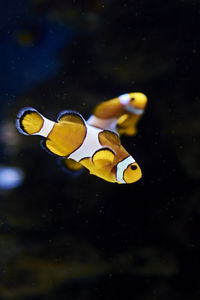 Clown fish swimming in the ocean, colorful, orange, sand, algae, light