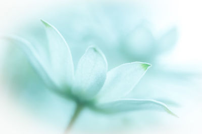 Close-up of white flowers