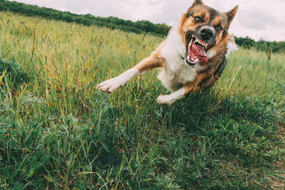 Dog on grassy field