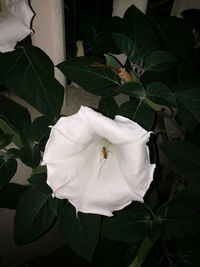 Close-up of white roses