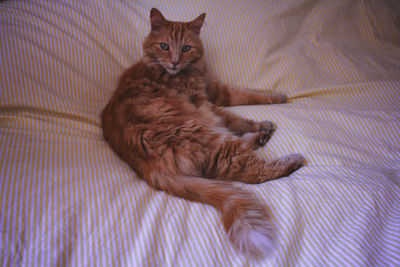 Portrait of ginger cat