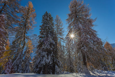 Sun filtering through tree branches in a snowy forest, dolomites, italy