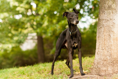 Portrait of dog in the park.