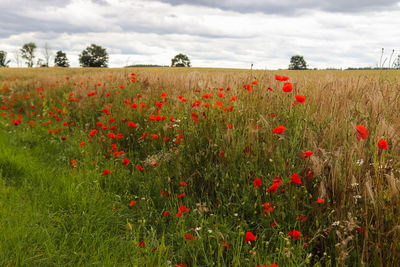 Red poppies on field against sky