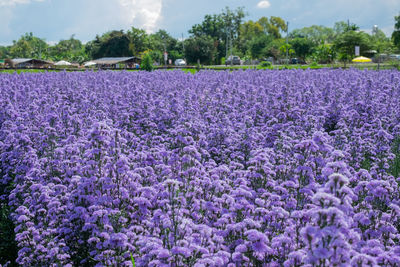 Close-up of purple flowering plants on field