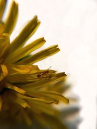 Close-up of yellow flowering plant