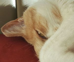 Close-up of cat sleeping