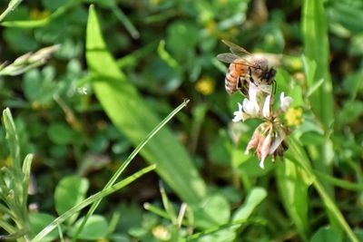 Close-up of bee on flower