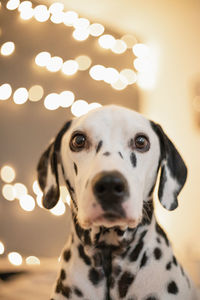 Close-up portrait of a dog