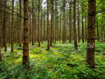 Trees in forest