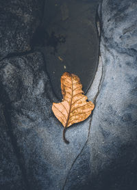 Close-up of dry leaf