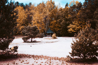 Trees on snow covered land during autumn