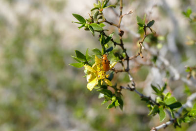 Close-up of insect on plant