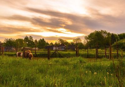 Scenic view of grassy field against cloudy sky