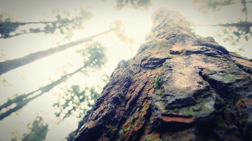 Low angle view of tree trunk