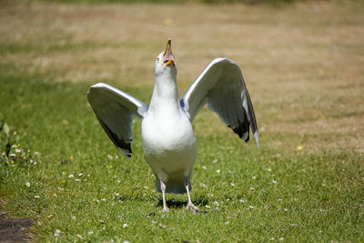 Bird flying in a field