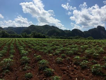Scenic view of agricultural field and mountain against sky