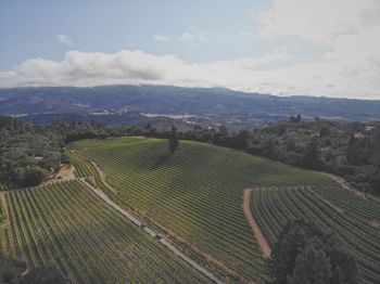 Scenic view of agricultural field against sky