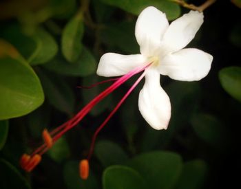 Close-up of white flowers