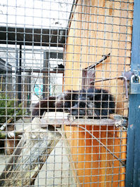 Close-up of bird in cage