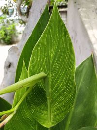 Close-up of green leaves on plant