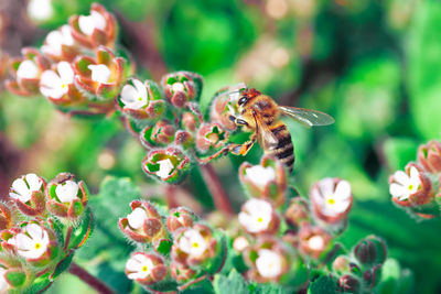 Close-up of bee pollinating on flower