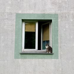 Cat looking through window