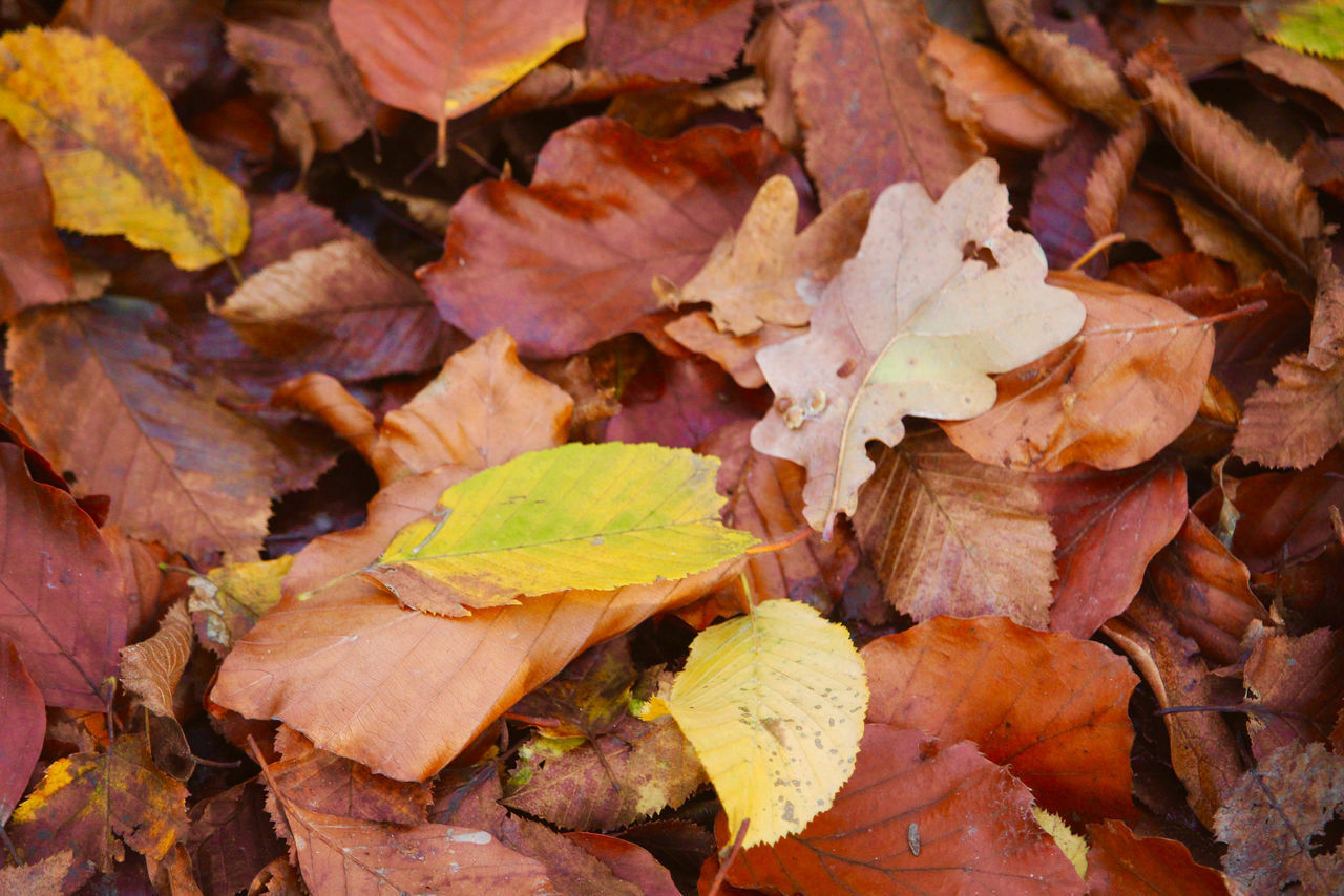 FULL FRAME SHOT OF DRIED LEAVES ON FIELD