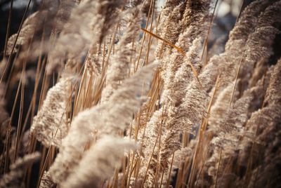 Close-up of reeds