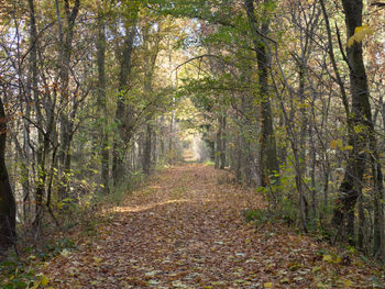 Trees in forest during autumn