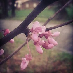 Close-up of pink flowers blooming on tree