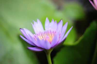 Close-up of pink flower