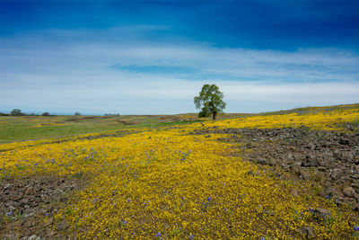 Scenic view of yellow flower field against sky