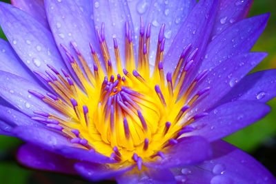 Close-up of wet purple flower