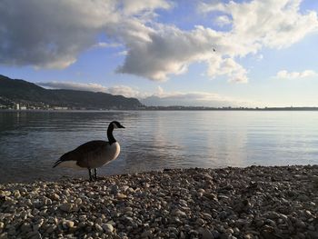 Goose next to a lake