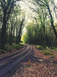 Road amidst trees in forest