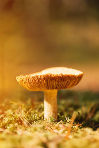 Close-up of mushroom growing on field