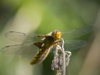 Close-up of dragonfly on plant