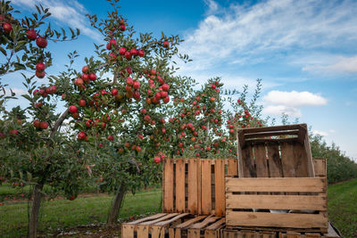 Crates in orchard full of apple trees with ripe apples ready for harvest