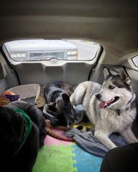 View of dog in car