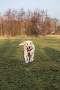 Dog walking on grass