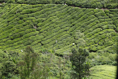 High angle view of corn field