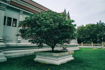 Trees and plants growing in lawn outside building