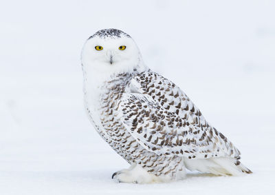 Close-up portrait of owl perching on snow
