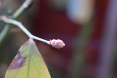 Close-up of flower bud growing outdoors