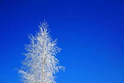 Low angle view of plant against clear blue sky