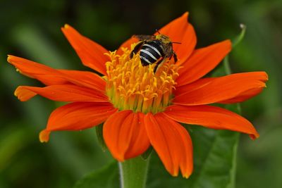 Close-up of bee pollinating on flower