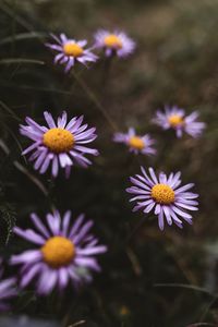 Close-up of purple flowering plants