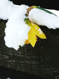 Close-up of snow on leaf